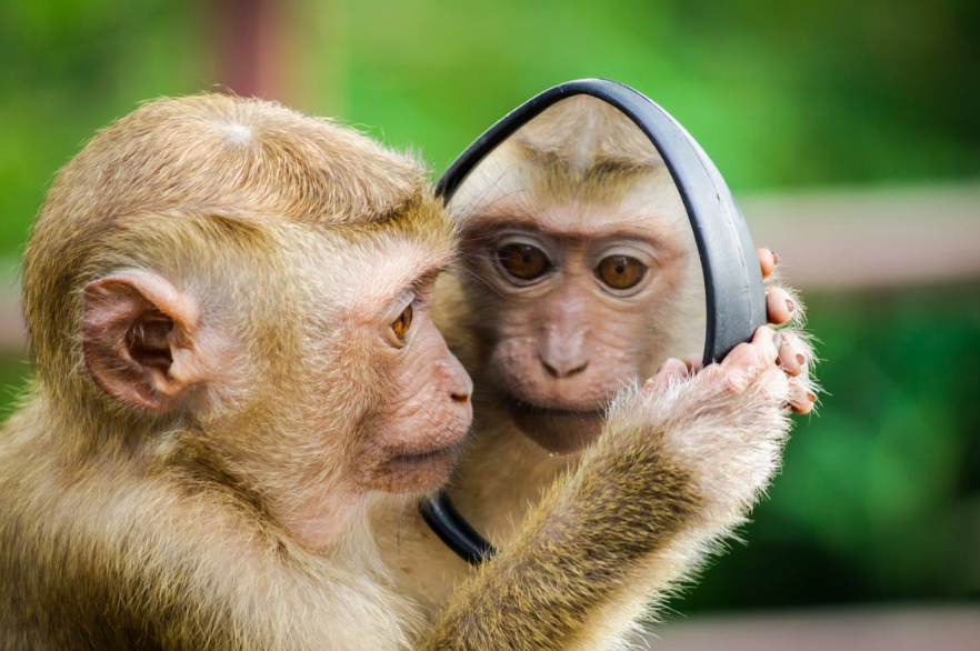 monkey looking at self in the mirror