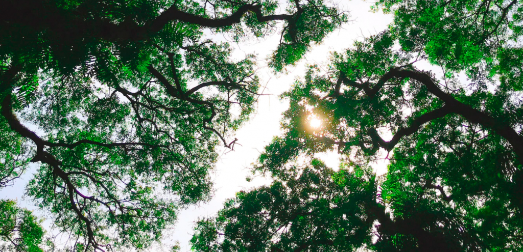 trees and sun - how to start a startup